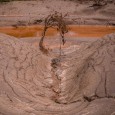 As árvores fortes o suficiente para suportar a onda de lama que varreu a bacia do Rio Doce, quando a barragem de rejeitos da mineradora Samarco se rompeu, registram ainda […]