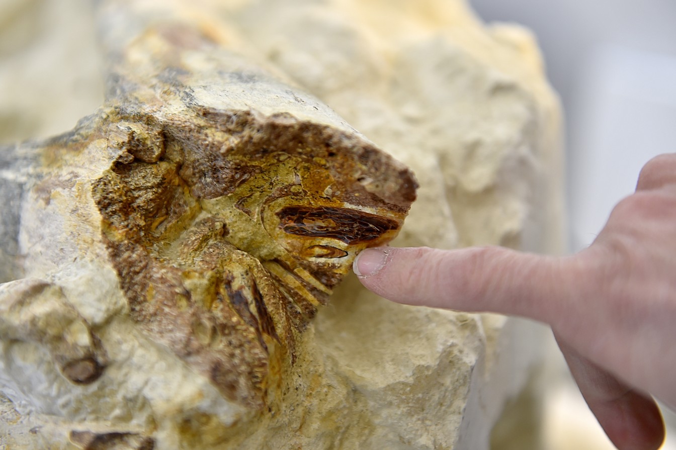 Com 90 milhões de anos, raro fóssil de réptil marinho é encontrado na França