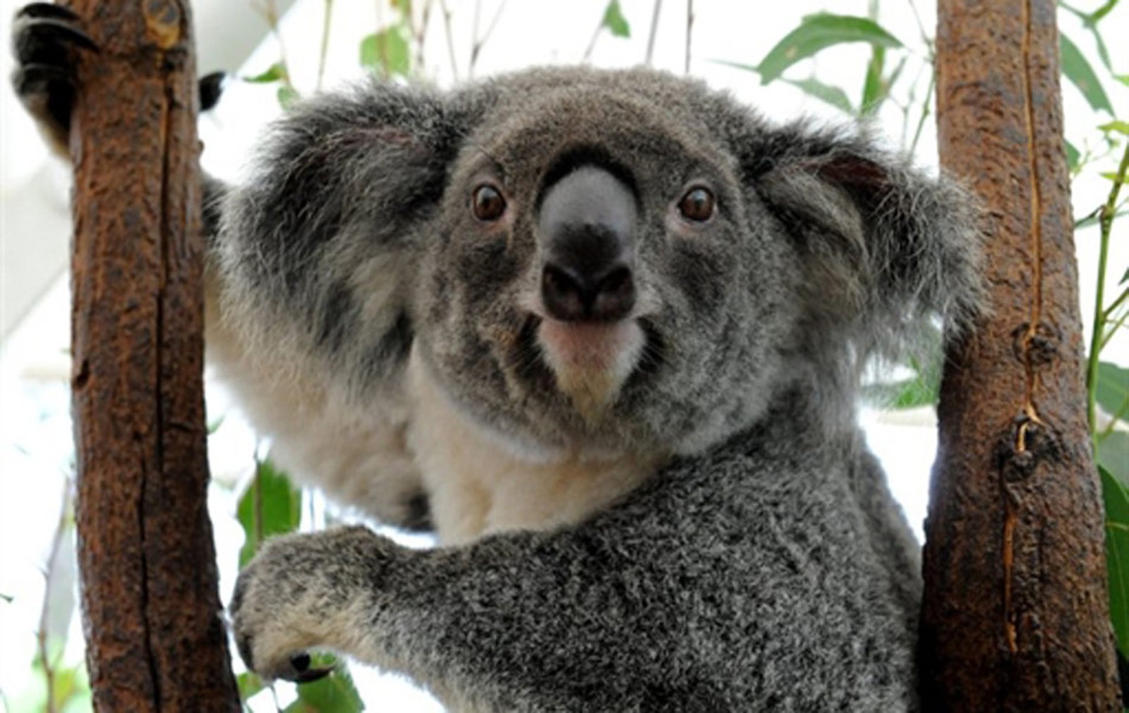 Coala pode desaparecer de algumas paisagens da Austrália, diz estudo