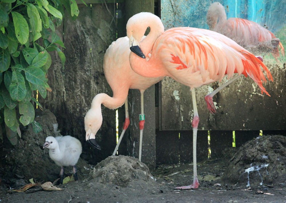 Pesquisa revela o segredo dos flamingos para ficar parado em uma perna só