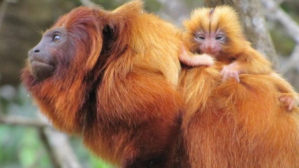 Surto de febre amarela pode ser ‘tiro de misericórdia’ para primatas ameaçados de extinção, dizem especialistas