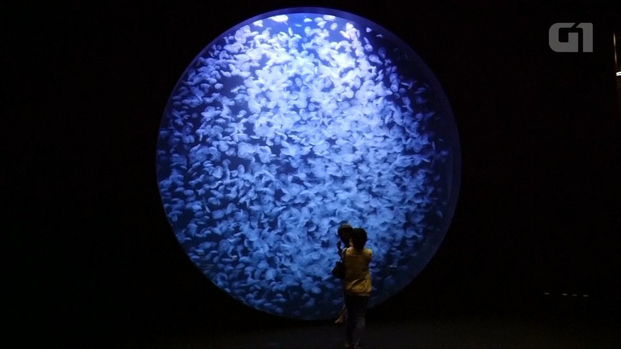 Aquário no Japão tem mais de 60 tipos de águas-vivas; veja vídeo