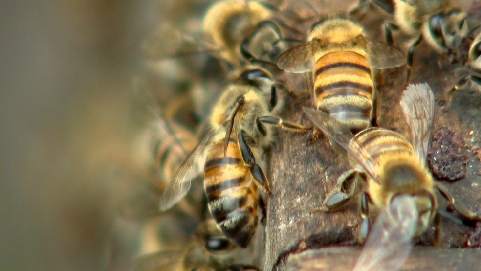 Por que desaparecimento das abelhas seria uma catástrofe – e o que você pode fazer para evitar isso