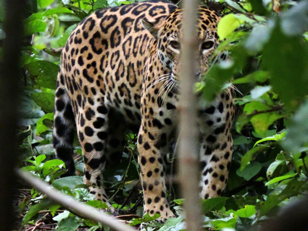 Pesquisa usa fotos para investigar a biodiversidade de vertebrados terrestres em reserva na Amazônia