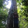Uma equipe de mais de 100 cientistas avaliou o impacto do aquecimento global em milhares de espécies de árvores em toda a Amazônia para descobrir os vencedores e perdedores de […]