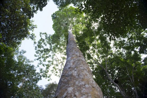 Brasil apresenta avanços em convenção sobre biodiversidade