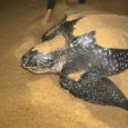 Três anos depois do desastre ambiental no Rio Doce, o maior da história do país, a lama não interferiu na quantidade de tartarugas que vão à Praia de Regência, na […]