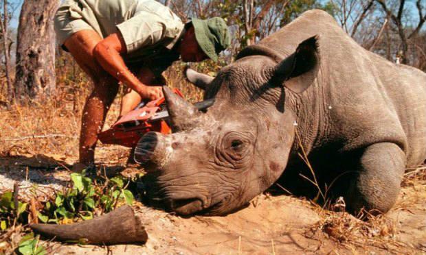 Na contramão dos alertas ambientais, China reautoriza comércio de chifre de rinoceronte e ossos de tigre