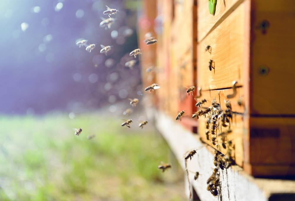 Colmeias inteligentes ajudam a frear o desaparecimento de abelhas no mundo