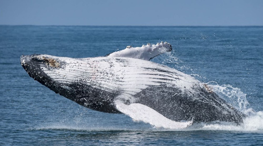 Por que Japão quer voltar a caçar baleias apesar de proibição internacional