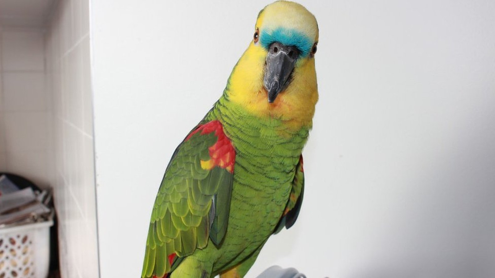 Como a genética explica a inteligência dos papagaios, os ‘seres humanos’ do mundo dos pássaros