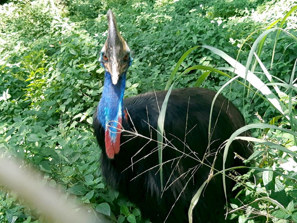 Zoo de Bauru consegue reproduzir espécie de ave gigante da Oceania ameaçada de extinção