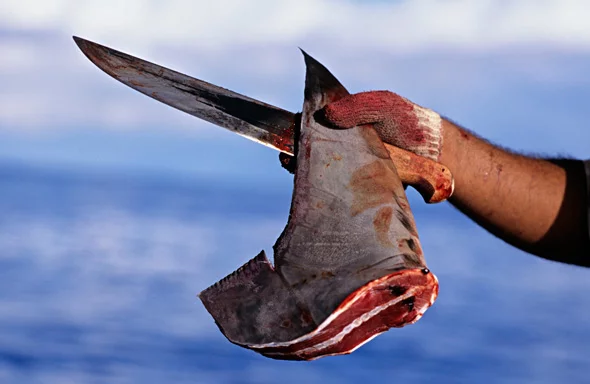 A megaoperação da alfândega peruana interveio contra o envio de remessas de barbatanas de tubarão de origem suspeita que seriam enviadas para a Ásia. Até o momento, foi estimado em mais […]