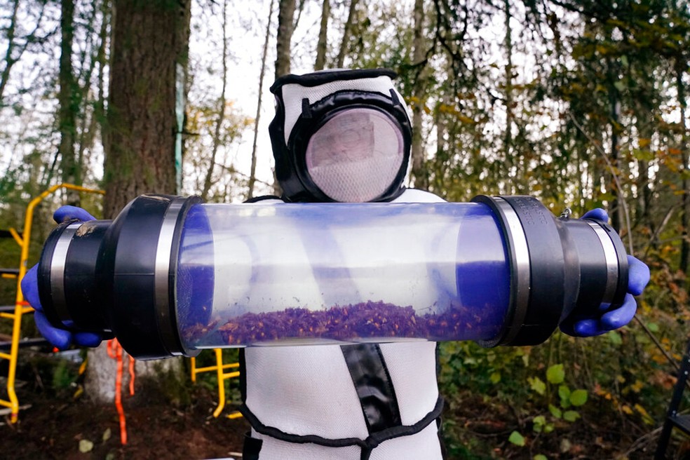 Primeiro ninho de vespas assassinas é encontrado e destruído nos EUA