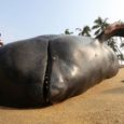 Baleias-piloto são particularmente conhecidas por encalharem em grupo, como aconteceu desta vez na cidade de Panadura, ao sul da capital Colombo. Por BBC Em uma grande operação, mais de 100 baleias […]