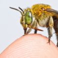 Pesquisadores conseguiram, pela primeira vez, criar um mapa global da distribuição das espécies de abelhas, os insetos que polinizam nossas plantações. por Helen Briggs, BBC Cientistas conseguiram, pela primeira vez, […]
