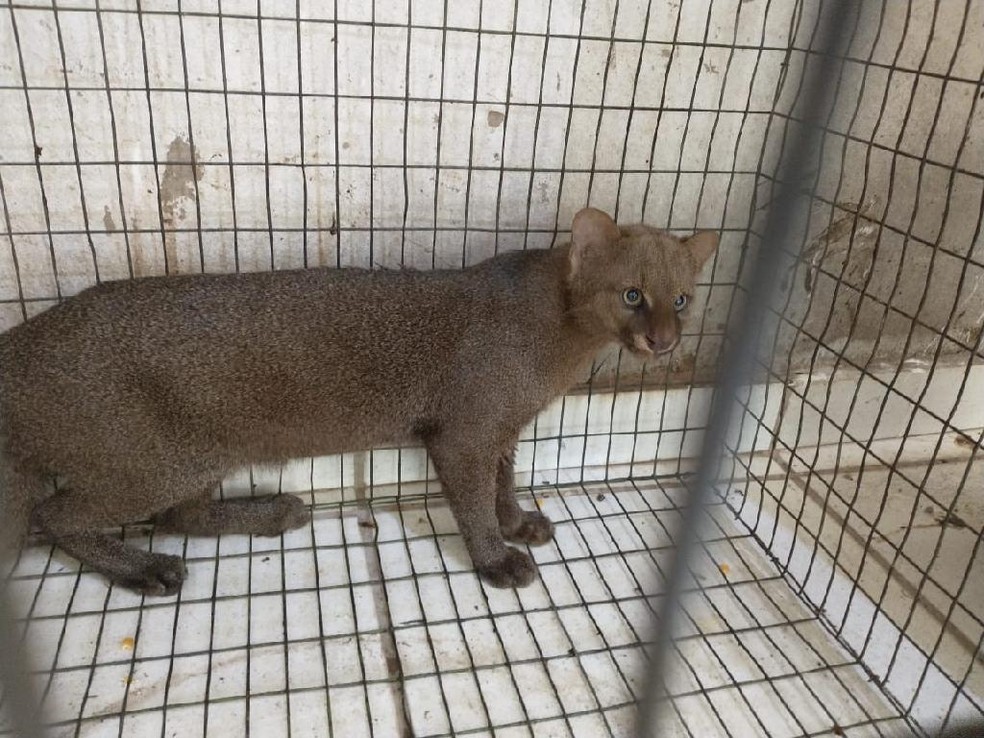 Ameaçado de extinção, gato-mourisco é capturado em creche em Mato Grosso