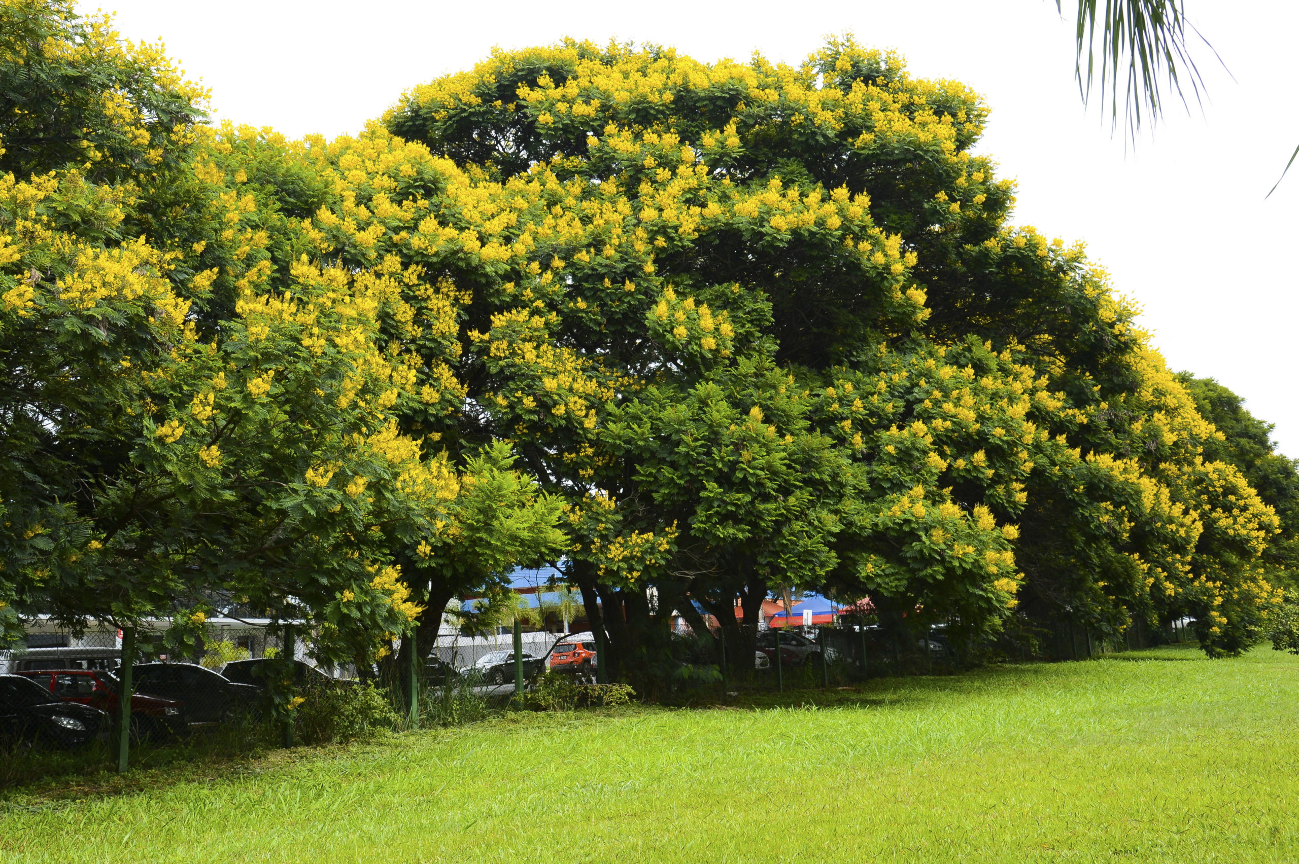 Árvores da espécie Peltophorum dubium, conhecida popularmente como Cambuí, enfeitam a capital federal Antonio Cruz/Agência Brasil