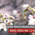 Cientistas alertam que floração antecipada da ‘sakura’, a flor favorita do país, é um indício do impacto das mudanças climáticas. Árvores floresceram totalmente em 26 de março em Quioto; fenômeno […]