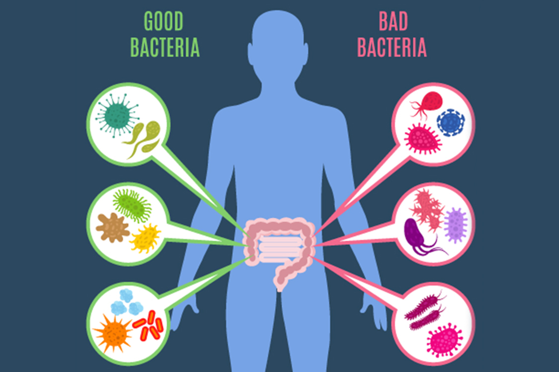 Dieta de restrição calórica altera a composição da microbiota presente no intestino humano