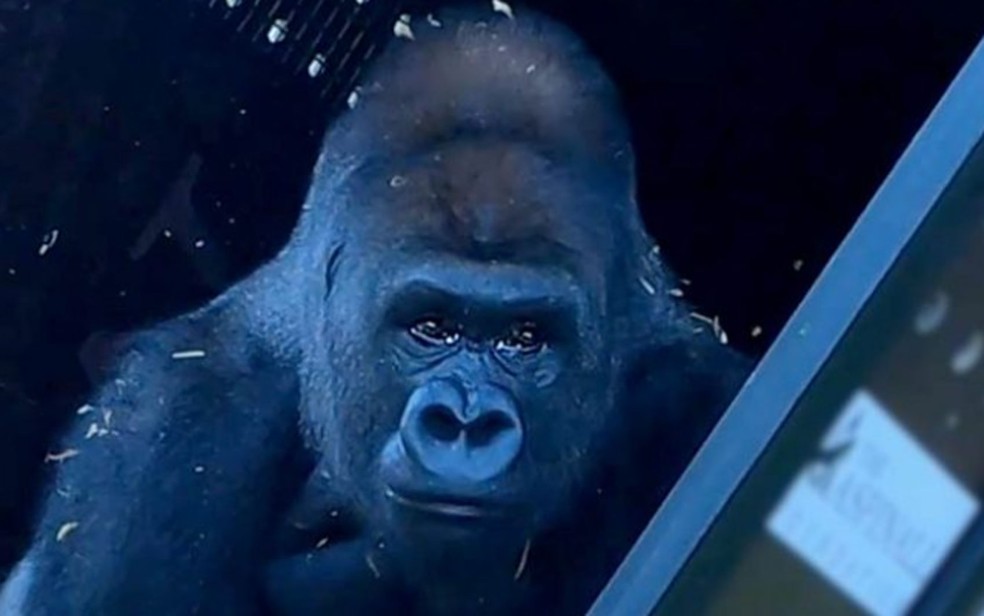 Gorila criado em zoológico conhece a vida na natureza após 13 anos