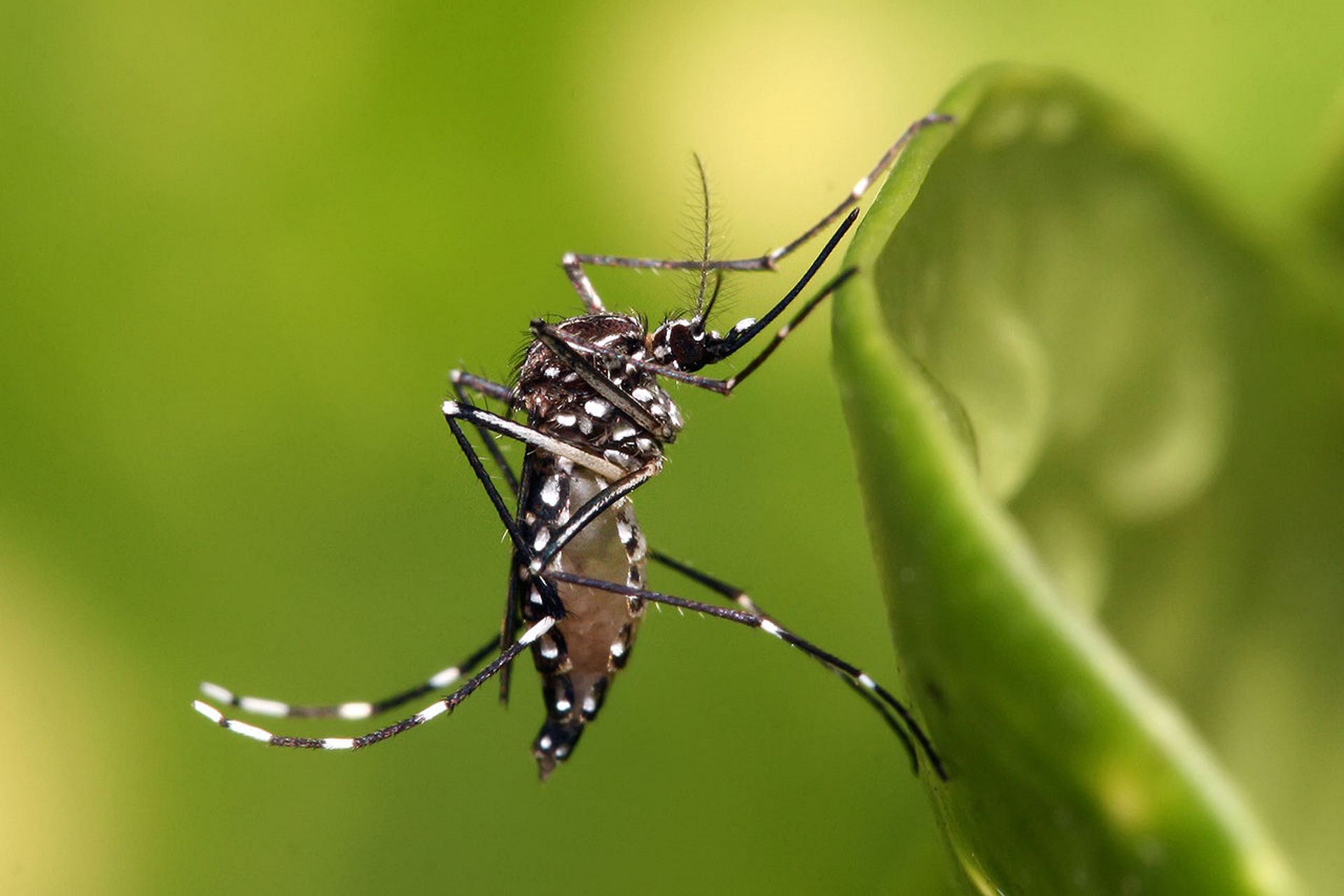O Aedes aegypti é um exemplo de espécie exótica invasora que causa grande impacto na economia brasileira. Foto: Muhammad Mahdi Karim/Wikimédia.