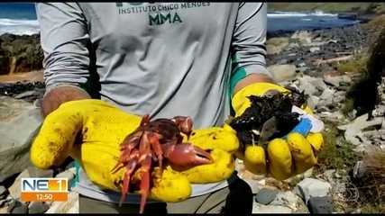 Em quatro dias, 1.393 quilos de fragmentos de óleo e lixo são retirados de praias e mangue em Fernando de Noronha
