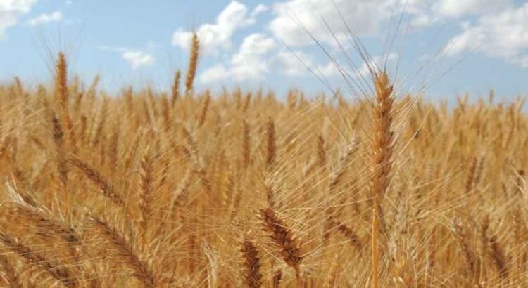 Imagem: O trigo transgênico é rejeitado pela indústria de alimentos, que teme reação do consumidor e perda de mercado – Lisandra Lunardi/Embrapa