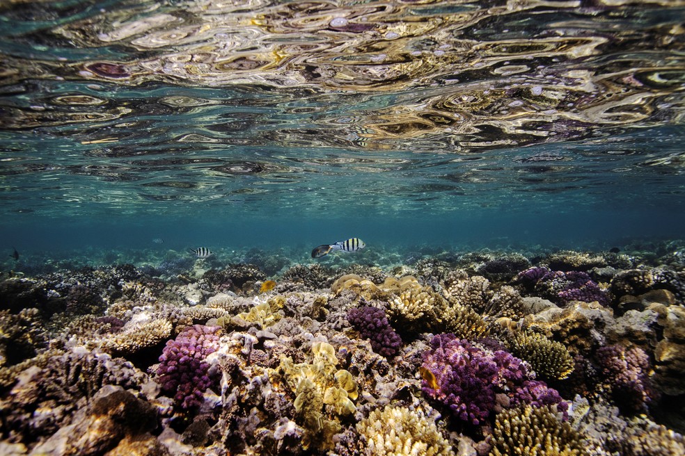 14% dos corais do mundo desapareceram entre 2009 e 2018, aponta relatório