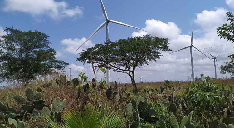 Energia limpa, mas nem tanto: os parques eólicos que abalam vidas em Pernambuco