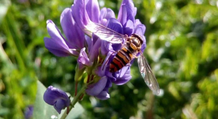 Brasil é principal destino de agrotóxico banido na Europa e ligado à morte de abelhas
