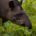 Até fevereiro projeto fornecerá guias e suporte em região de São Paulo para quem quer praticar o chamado “tapirwatching”. Por Thaís Pimenta, Terra da Gente, G1 A sensação de poder […]