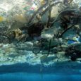 Em relatório, entidade ambientalista aponta que material atingiu “todas as partes do oceano” e exige a criação de um tratado internacional sobre dejetos plásticos. Por Deutsche Welle, via G1 Informe […]