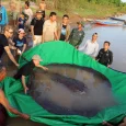 Peixe de quase 300 kg foi achado no norte do país e solto de novo na água. Achado representa esperança para espécies de água doce do rio Mekong, que enfrentam […]