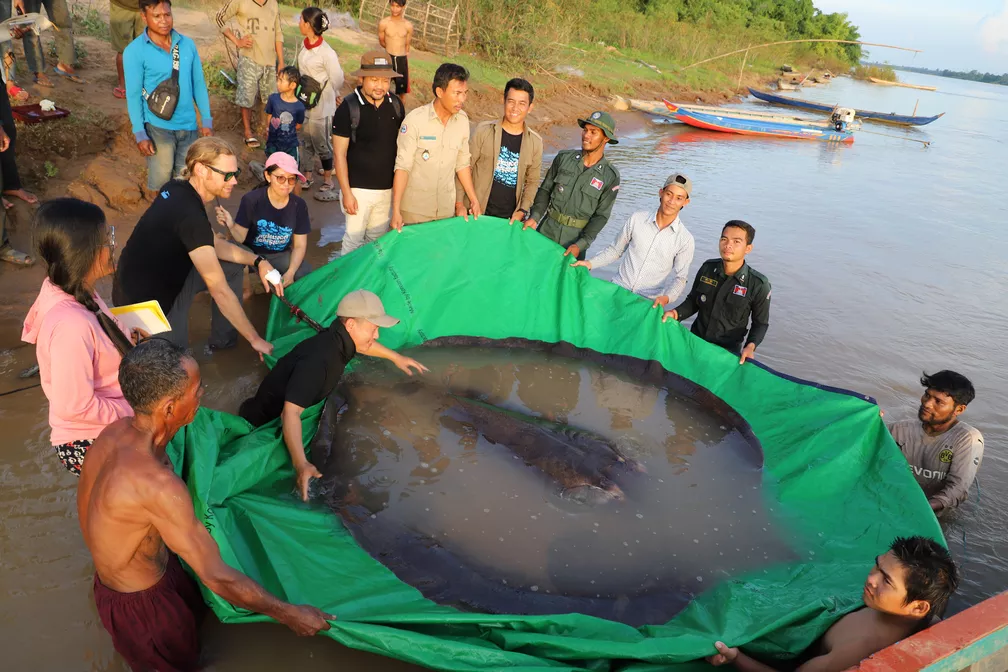 Pescador captura maior arraia de água doce do mundo no Camboja
