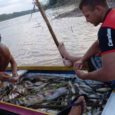 Aproveitando a ocasião do Dia do Pescador, a comunidade de pescadores artesanais da Colônia  Z1 de Cruzeiro do Sul (AC) promove o lançamento do aplicativo para celular “Pescando Direito” na […]