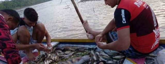 Aproveitando a ocasião do Dia do Pescador, a comunidade de pescadores artesanais da Colônia  Z1 de Cruzeiro do Sul (AC) promove o lançamento do aplicativo para celular “Pescando Direito” na […]