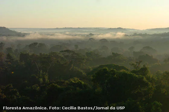 O prejuízo ambiental após paralisação do Fundo Amazônia no governo Bolsonaro