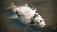 Suspeita-se que um derramamento tóxico tenha causado a morte de milhares de peixes no rio Oder. Por BBC Autoridades na Polônia e na Alemanha estão tentando encontrar as causas de […]