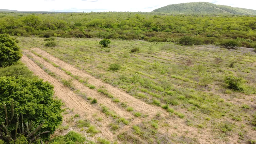 Sistema agroflorestal ajuda a manter agrícola da comunidade, sem impactos negativos a Caatinga — Foto: Ezequiel Quirino/TV Globo